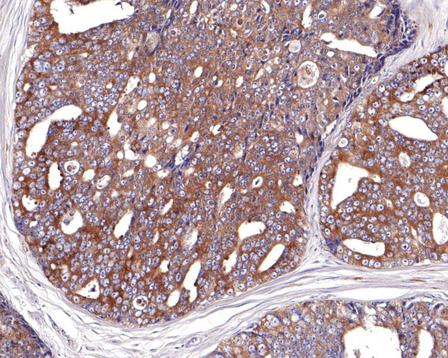 Валидация AssayVector ARM1923(2715)