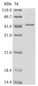 SDS-PAGE