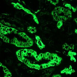 Валидация AssayVector ARM1408(1167)