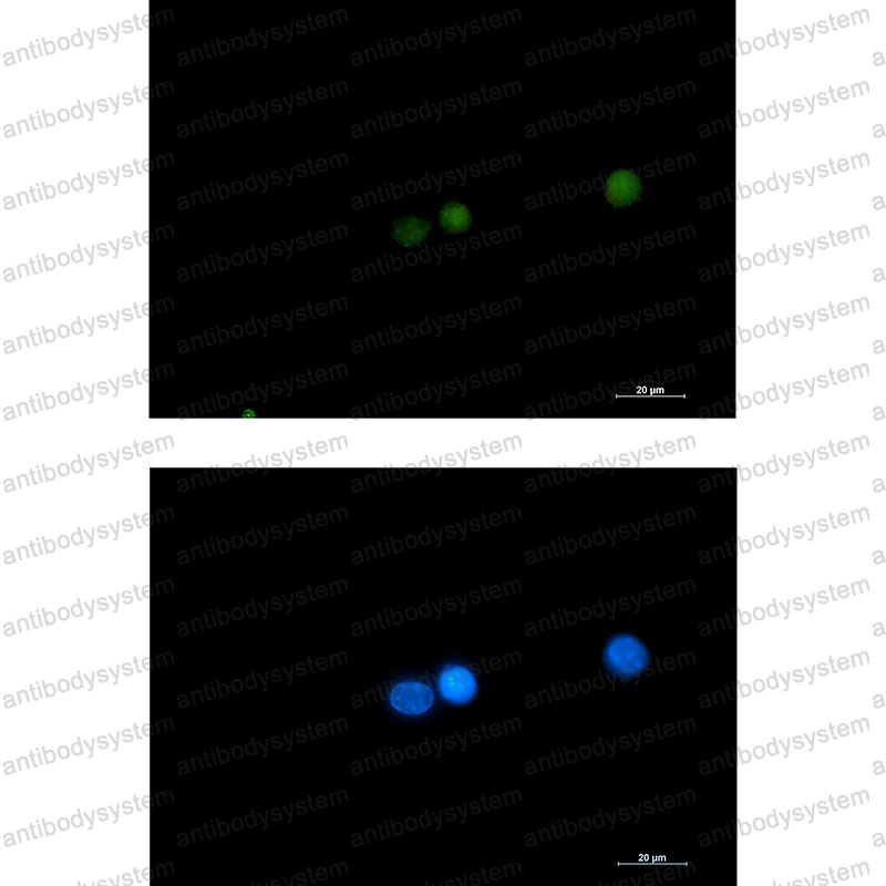Валидация IF - AntibodySystem RHK35602
