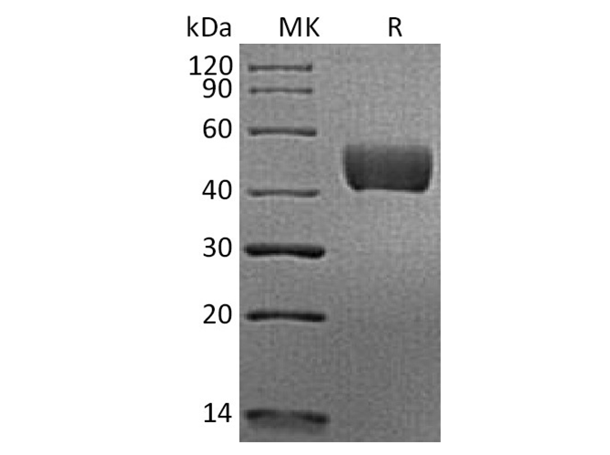 Валидация Elabscience PKSH033798(4069)