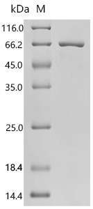 SDS-PAGE