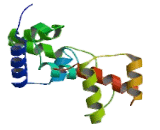 Hepatocyte Nuclear Factor 6 Alpha (HNF6a) Hepatocyte Nuclear Factor 6 Alpha (HNF6a)