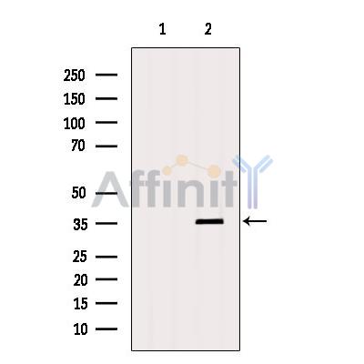 Валидация Affinity AF5107 - 2462