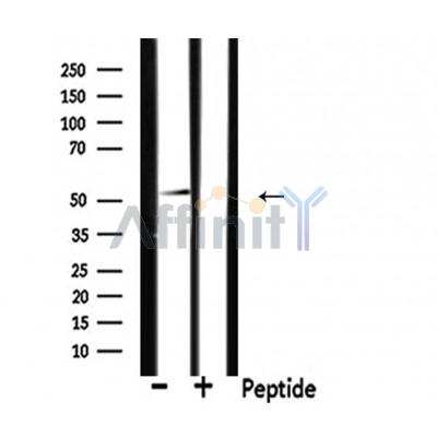 Валидация Affinity DF4859 - 16634