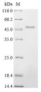 SDS-PAGE