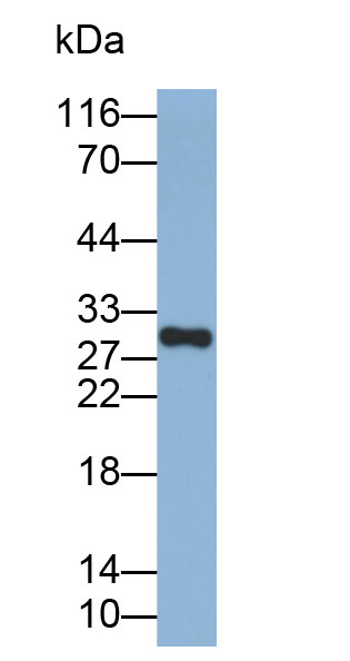 32854