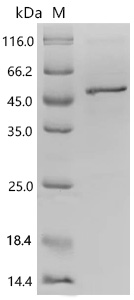 SDS-PAGE