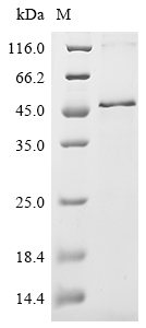 SDS-PAGE