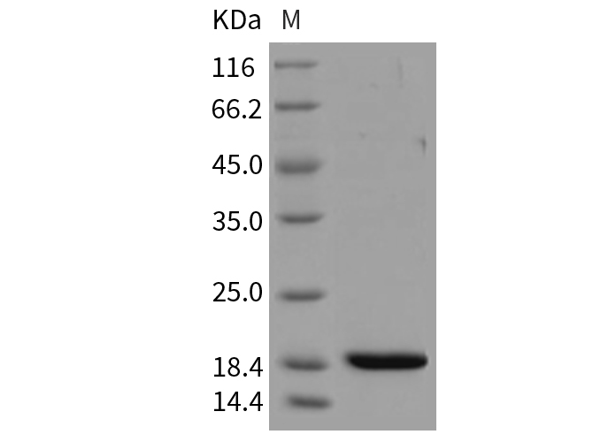 Валидация Elabscience PKSM040337(4341)