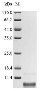 SDS-PAGE