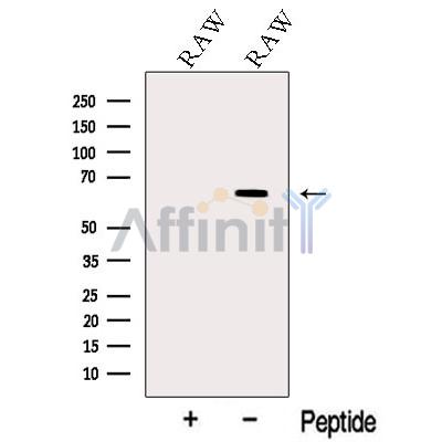 Валидация Affinity DF12532 - 7134