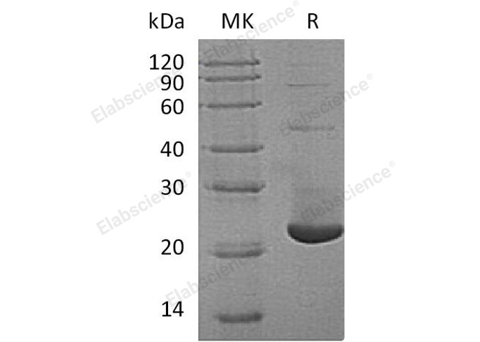Валидация Elabscience PKSH033123(3484)