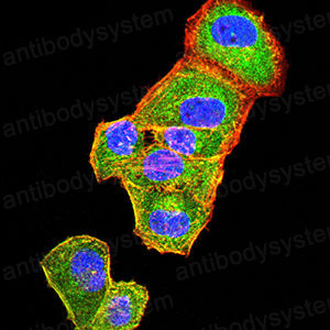 Валидация IF - AntibodySystem RHJ10602