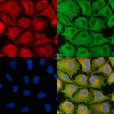 Валидация Affinity DF9665 - 22422