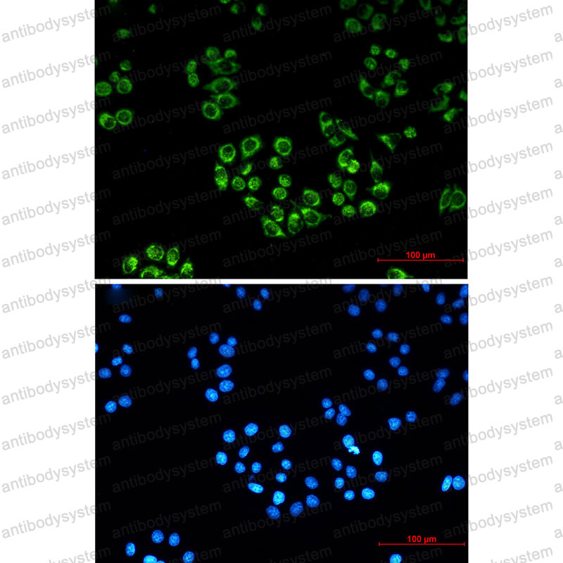 Валидация IF - AntibodySystem RHC29102