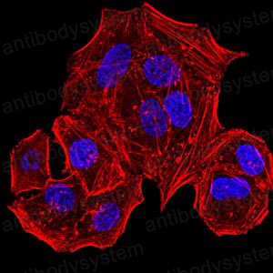 Валидация IF - AntibodySystem RHM00203 (1562)