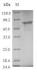 SDS-PAGE