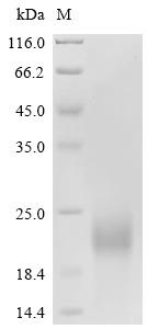 SDS-PAGE