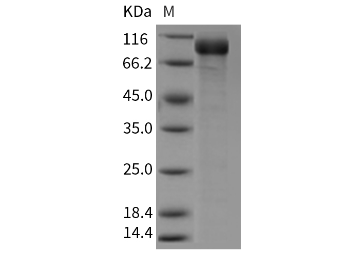 Валидация Elabscience PKSM040409(4408)