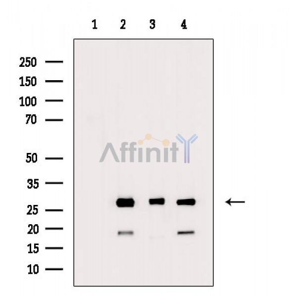 Валидация Affinity DF3490 - 14405