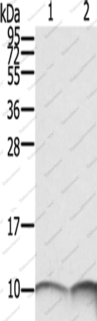 Вестерн-блоттинг, S100A6, клетки SKOV3 и A431