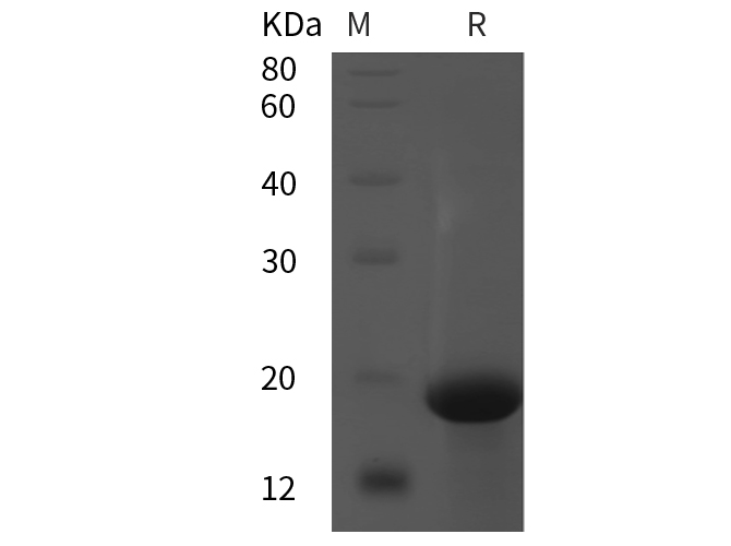 Валидация Elabscience PDEH100819(258)