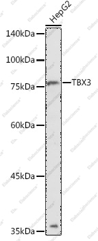 Вестерн-блоттинг, TBX3, клетки HepG2