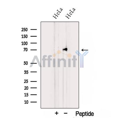 Валидация Affinity DF12778 - 7466