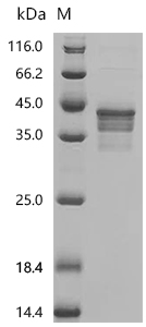 SDS-PAGE
