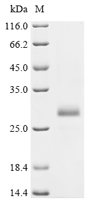 SDS-PAGE