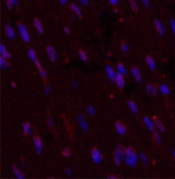 Валидация Elabscience E-AB-22099