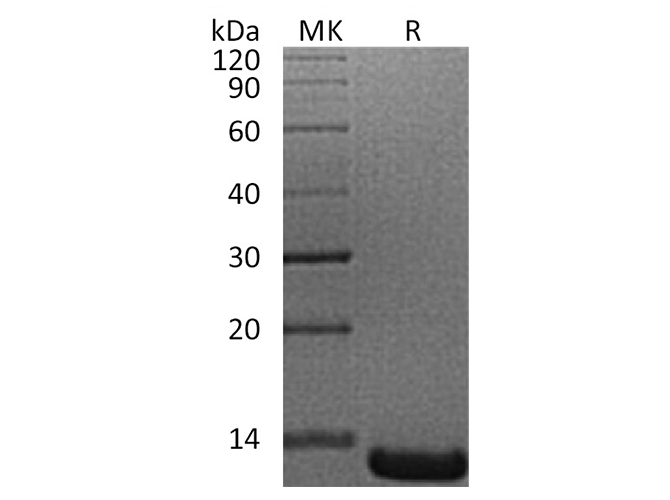 Валидация Elabscience PKSH033326(3658)