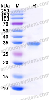 EHF79701, SDS-PAGE