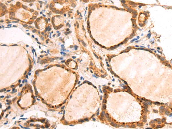 Валидация AssayVector ARM1718(2027)