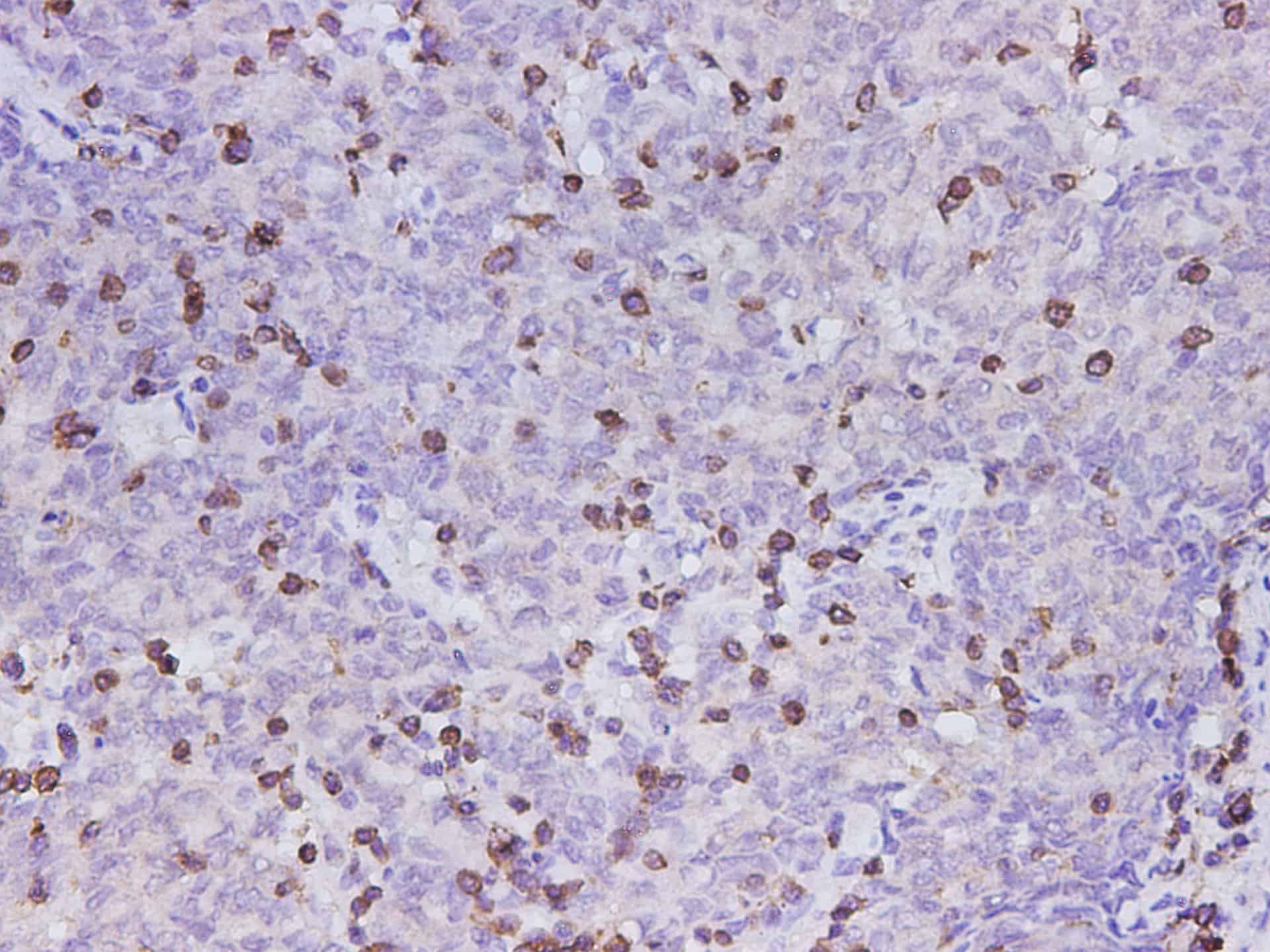 Валидация Elabscience D-AB-10358L