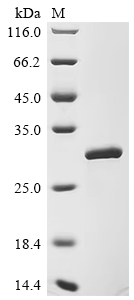 SDS-PAGE