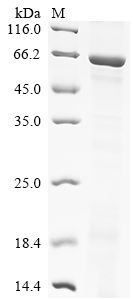 SDS-PAGE