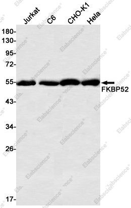 Вестерн-блоттинг, FKBP52, клетки Jurkat, C6, CHO-K1, HeLa