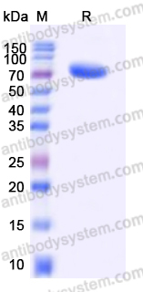 AHD82602, SDS-PAGE