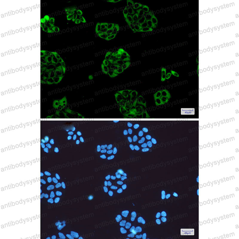 Валидация IF - AntibodySystem RHD28802