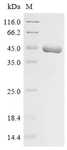 SDS-PAGE
