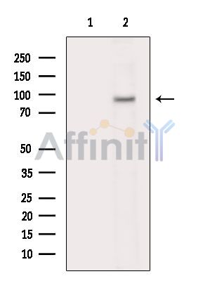 Валидация Affinity DF16019 - 12560