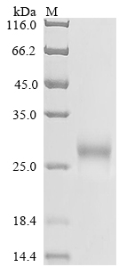 SDS-PAGE