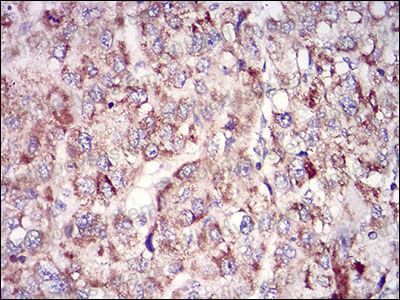 Валидация AntibodySystem RHN94101