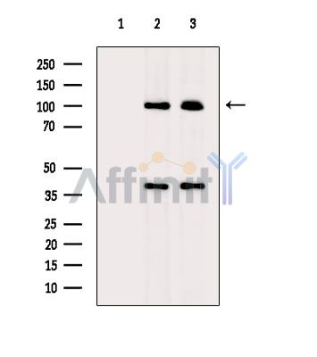Валидация Affinity DF13941 - 9687
