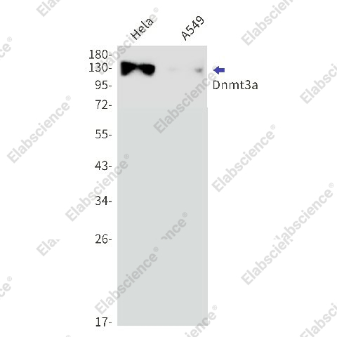 Вестерн-блоттинг, Dnmt3a, клетки HeLa и A549
