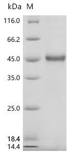SDS-PAGE