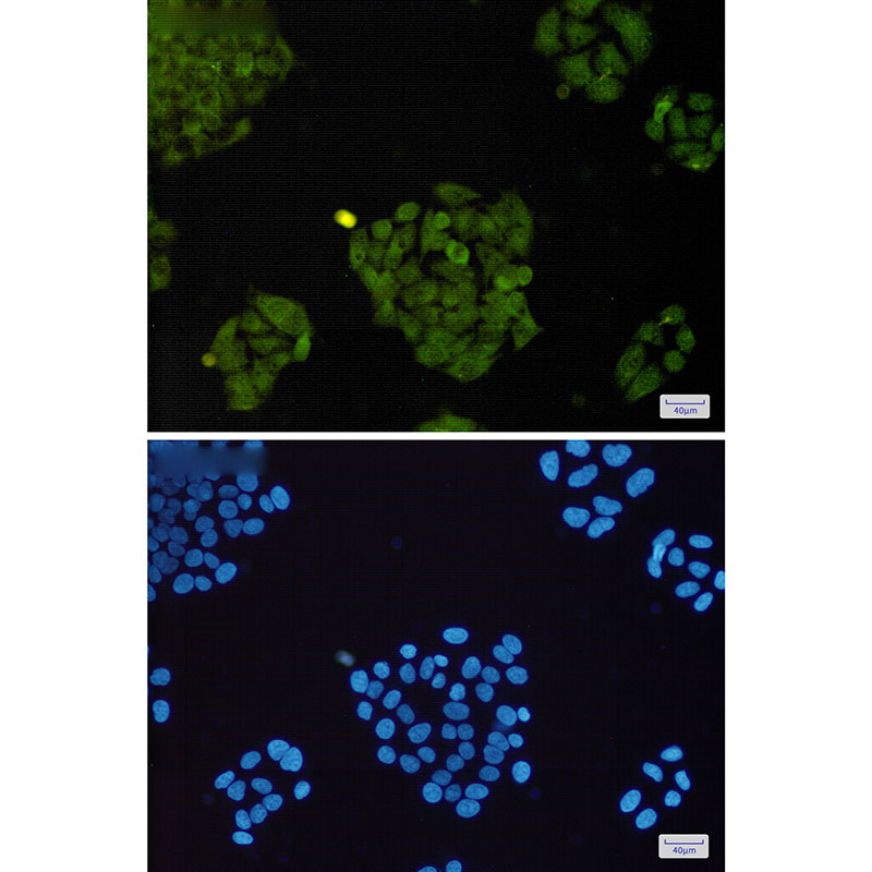 Валидация AssayVector ARM1976(2880)