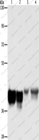 Вестерн-блоттинг, AUP1, клетки HeLa, 293T, NIH/3T3 и ткань печени мыши